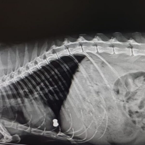 Diagnòstic per la imatge