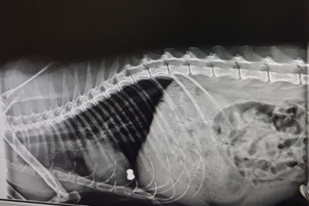 Diagnòstic per la imatge