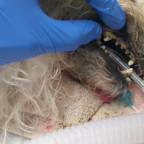 Abans de neteja de sarro