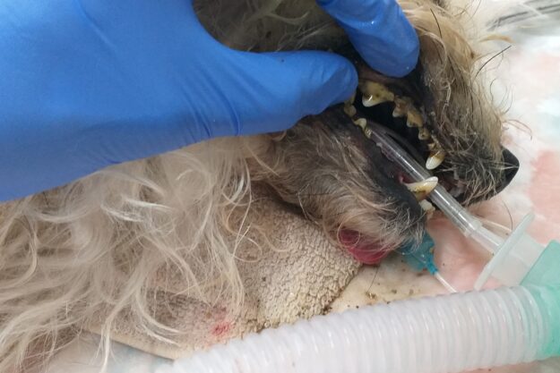 Abans de neteja de sarro