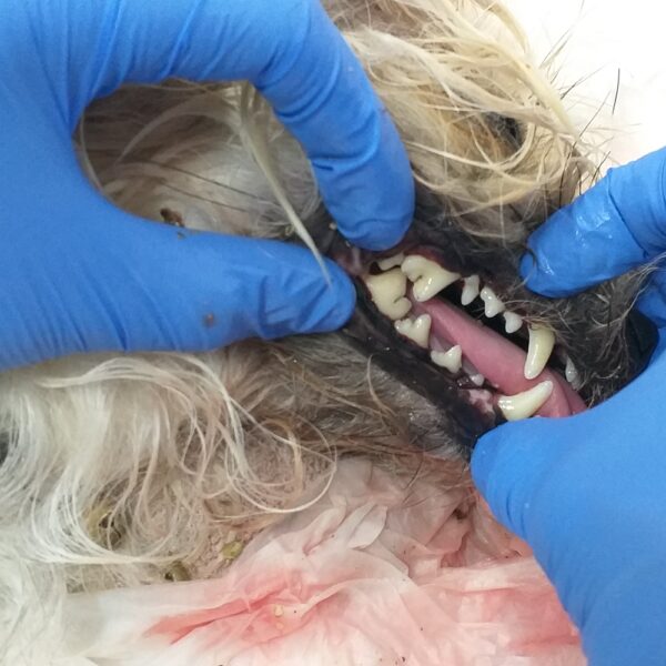 Després de neteja de sarro