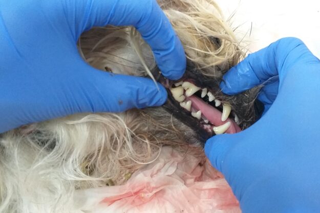 Després de neteja de sarro