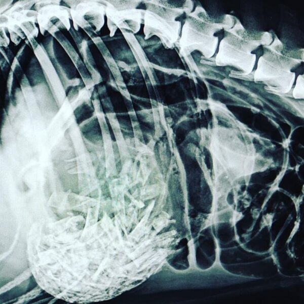 Diagnòstic per la imatge