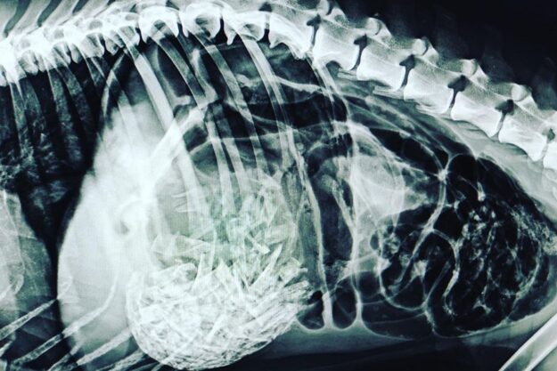 Diagnòstic per la imatge