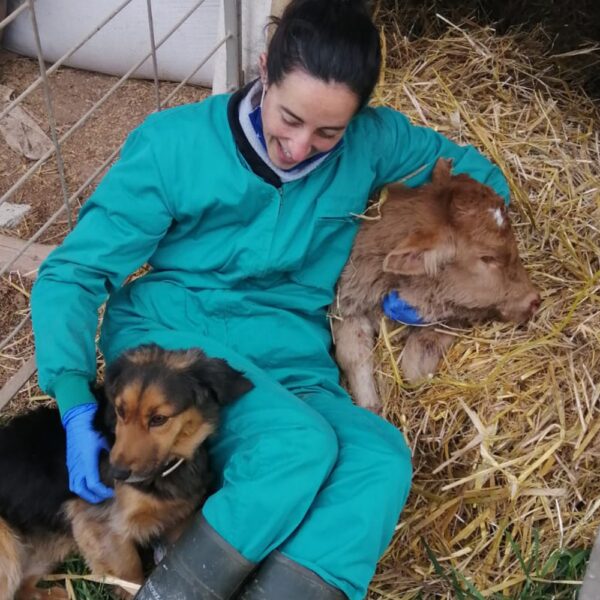 Cura de grans animals