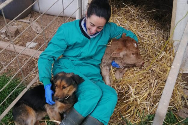 Cura de grans animals