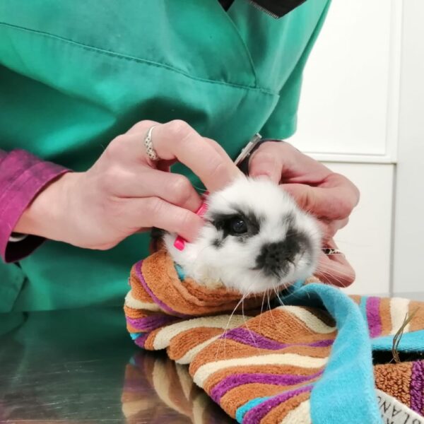 Clínica petits animals