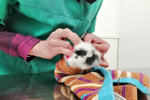 Clínica petits animals