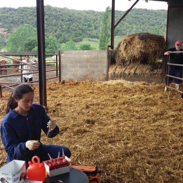 Analítiques grans animals