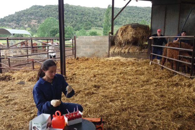 Analítiques grans animals