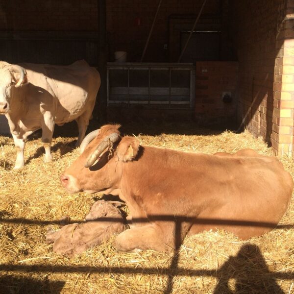 Clínica grans animals