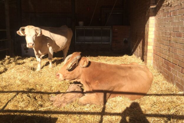 Clínica grans animals