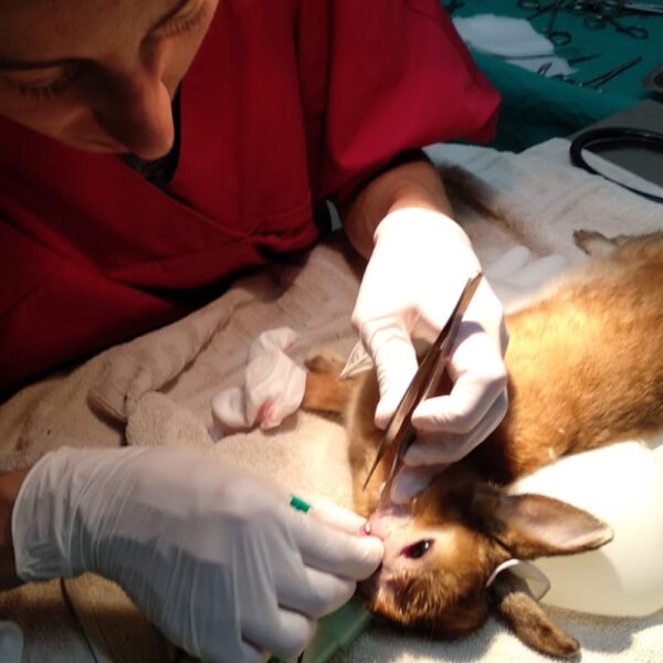 Cirurgia petits animals