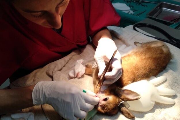 Cirurgia petits animals