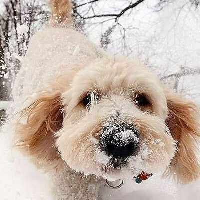 Primers auxilis per congelació