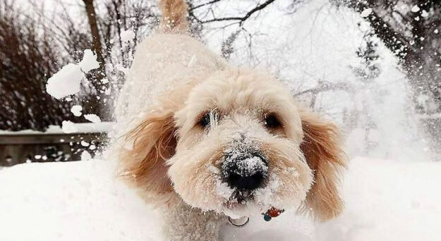 Primers auxilis per congelació