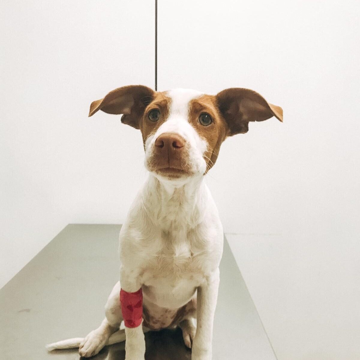 Processionària del pi i gossos