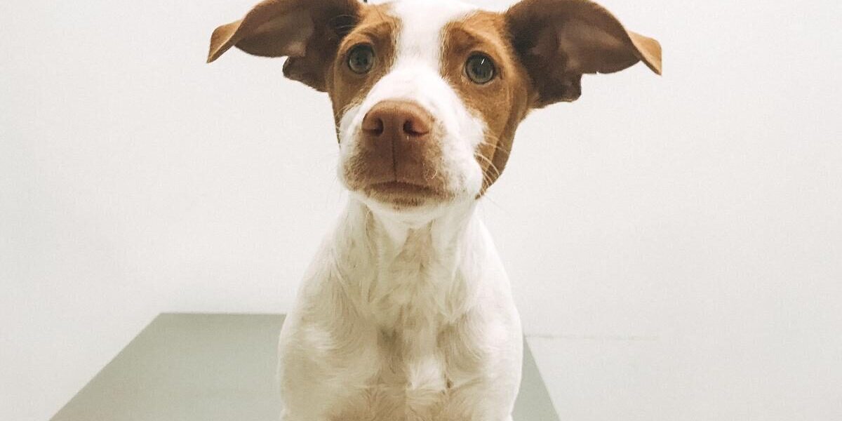 Processionària del pi i gossos