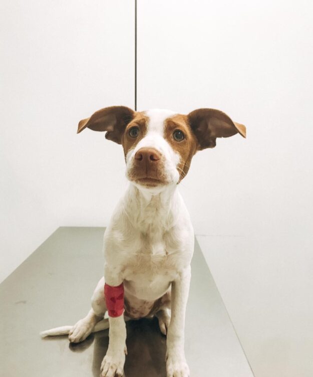 Processionària del pi i gossos