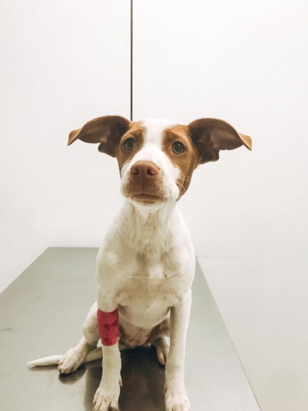 Processionària del pi i gossos