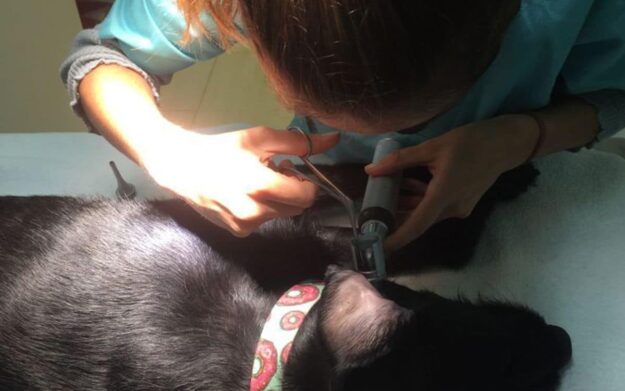 Espigues a les orelles