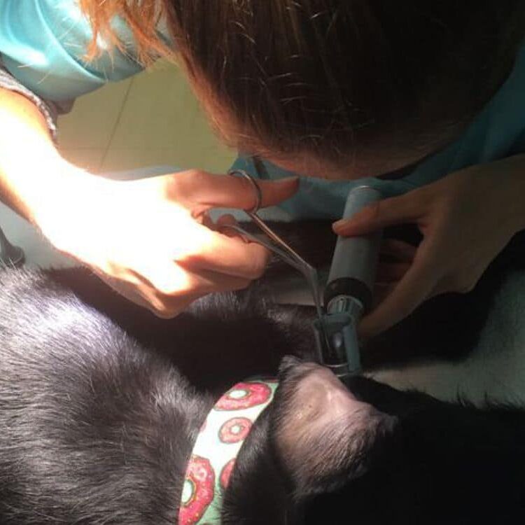 Espigues a les orelles