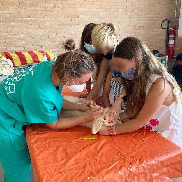 Campanya vacunació a Rellinars