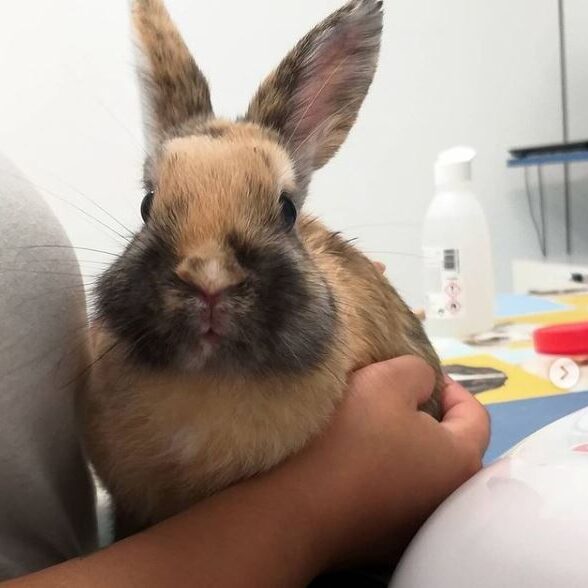 La mixomatosi dels conills