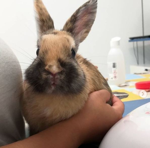 La mixomatosi dels conills