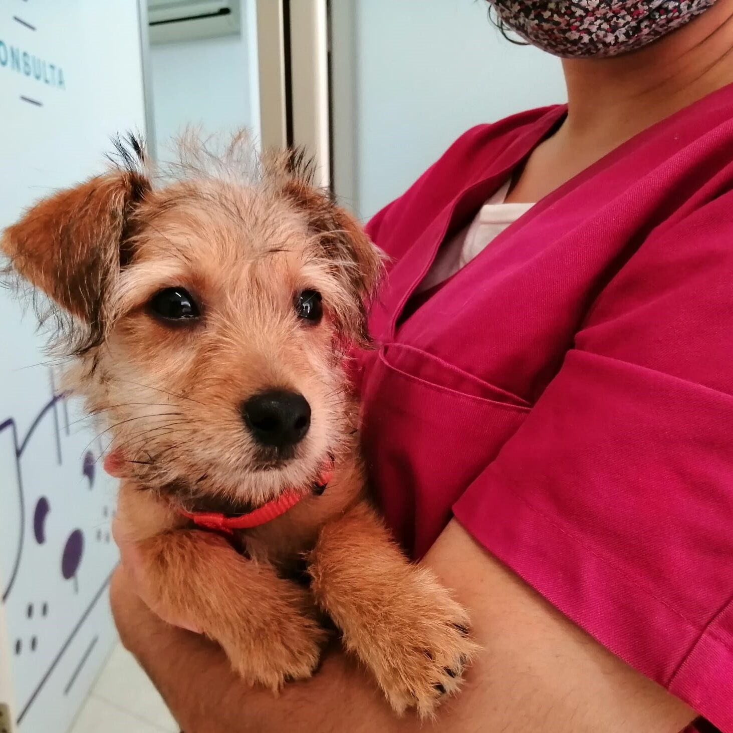 Cos estrany a la nostra mascota