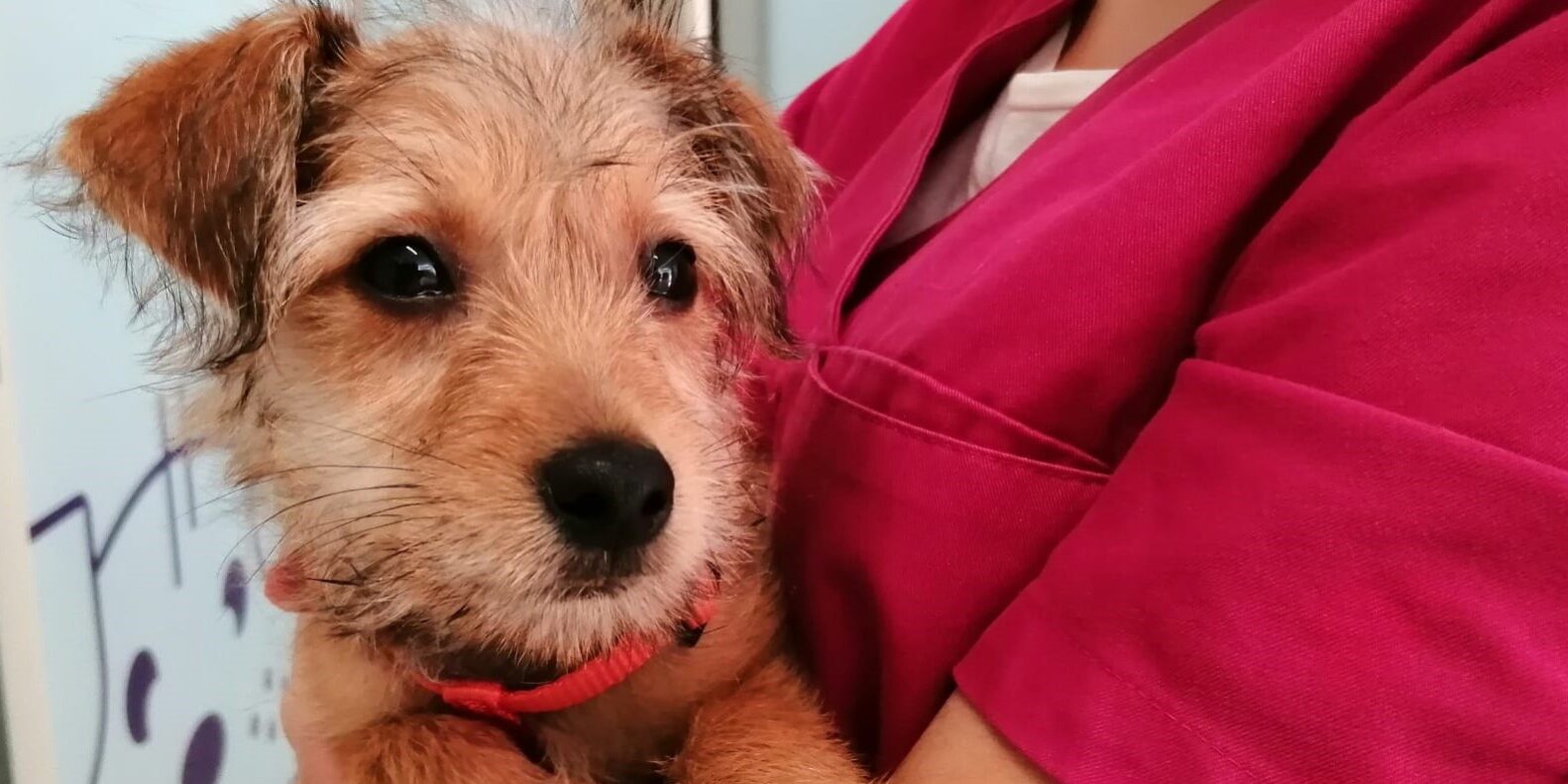 Cos estrany a la nostra mascota