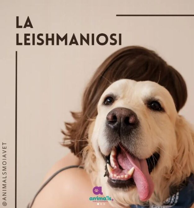 Leishmaniosi